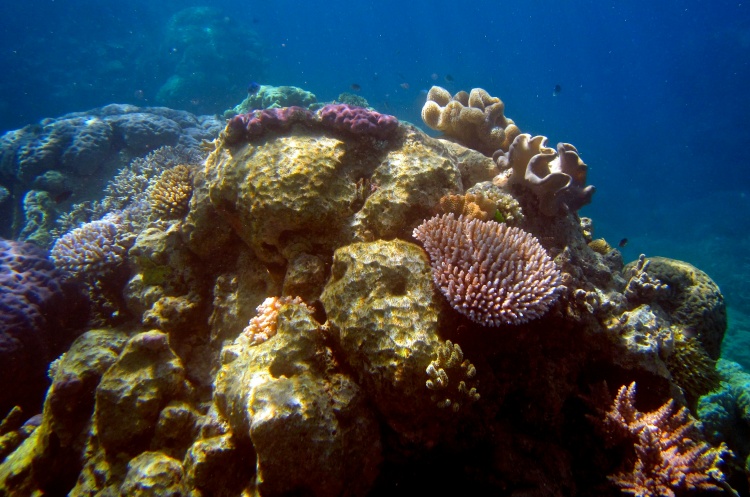 IUCN: 96% Terumbu Karang Terancam Kritis pada 2075